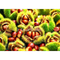 Fresh New Crop Good Price Delicious Chestnut